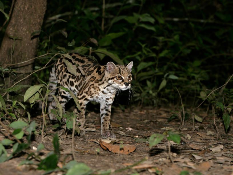 Leopardus-wiedii-foto-de-referencia