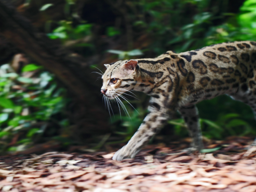 Leopardus-wiedii-foto-de-referencia