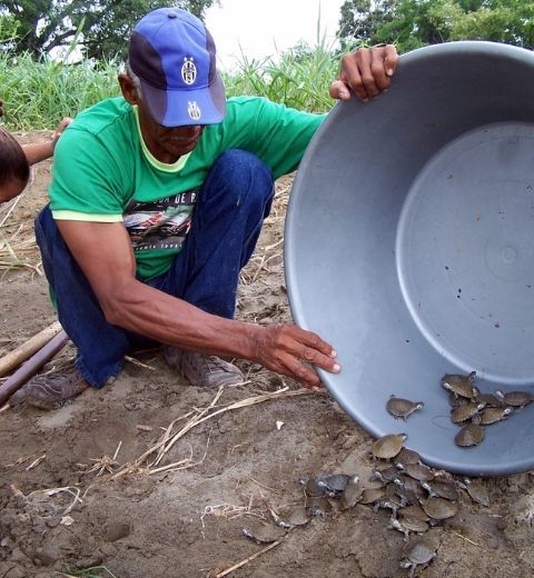 liberación tortuga