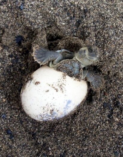 tortuga naciendo