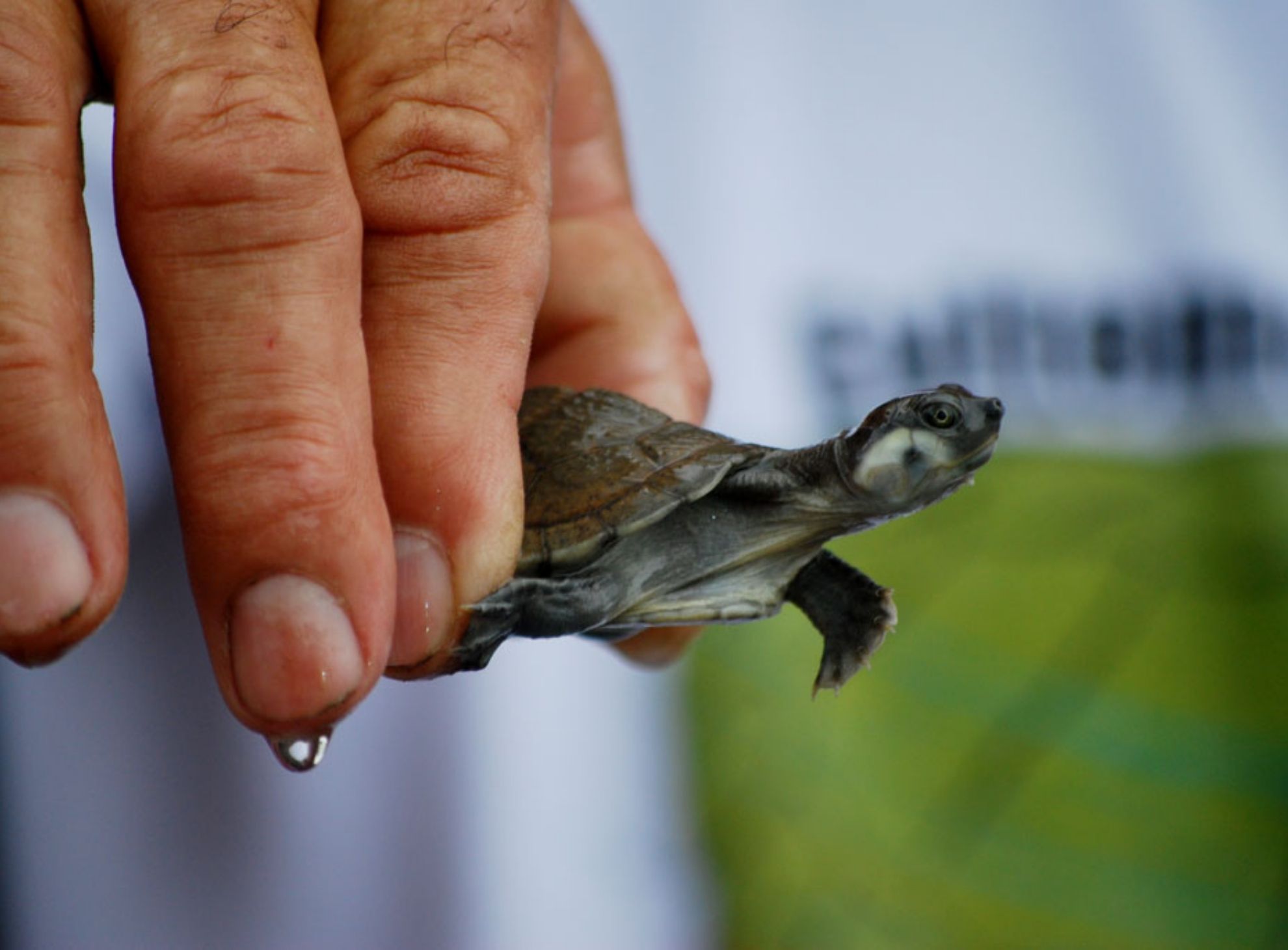 Familia-de-Córdoba-conserva-la-tortuga-de-río