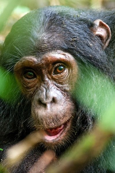CHIMPANCE CHIMPANCE