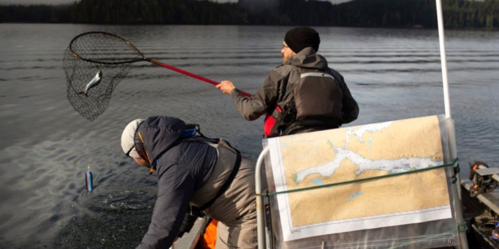 Dr Emiliano Di Cicco and Dr Andrew Bateman co-authors of the study sampling wild Pacific salmon Credit Amy Romer