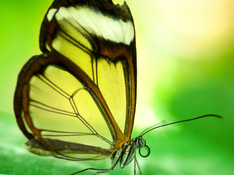 Mariposas-con-alas-de-cristal-adaptación-y-protección