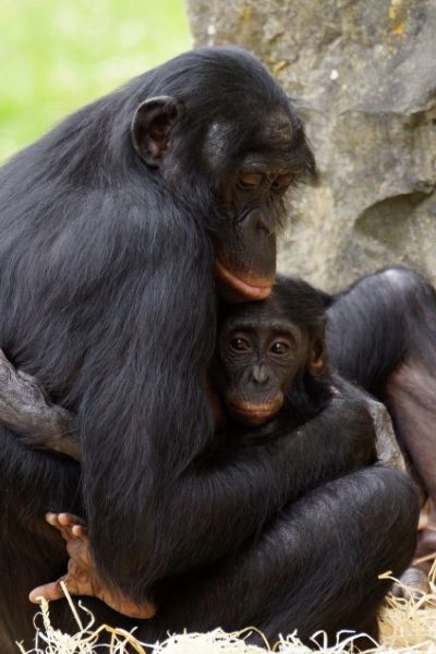 bonobo 1 bonobo 1