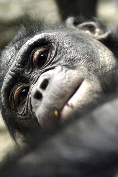 bonobo 2 bonobo 2