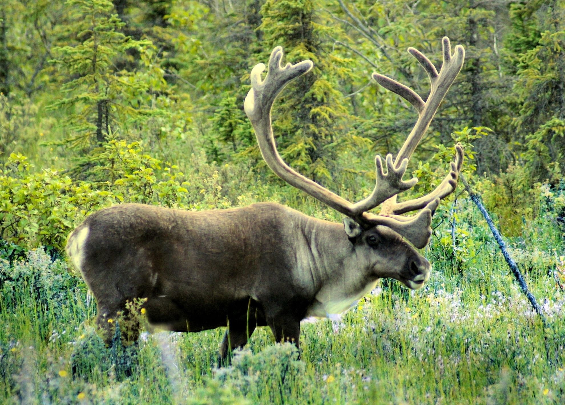 Environmental laws in Canada fall short of addressing the ongoing biodiversity crisis