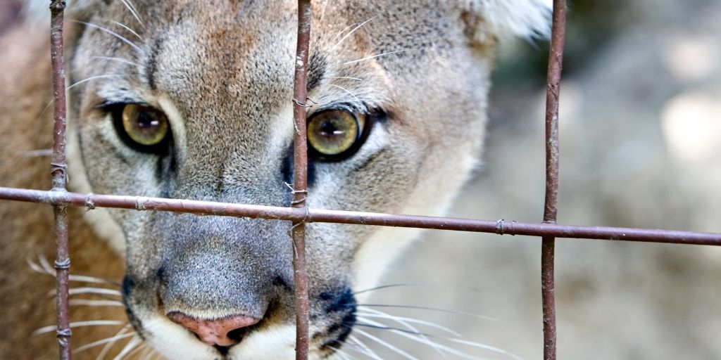 Los pumas de Bioandina vivieron más de 13 años en cautiverio con promesas de rehabilitación y liberación.