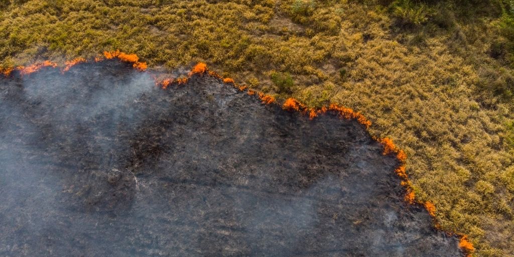 En el 2020 los incendios en Brasil acabaron con el 25% del área correspondiente al Pantanal.
