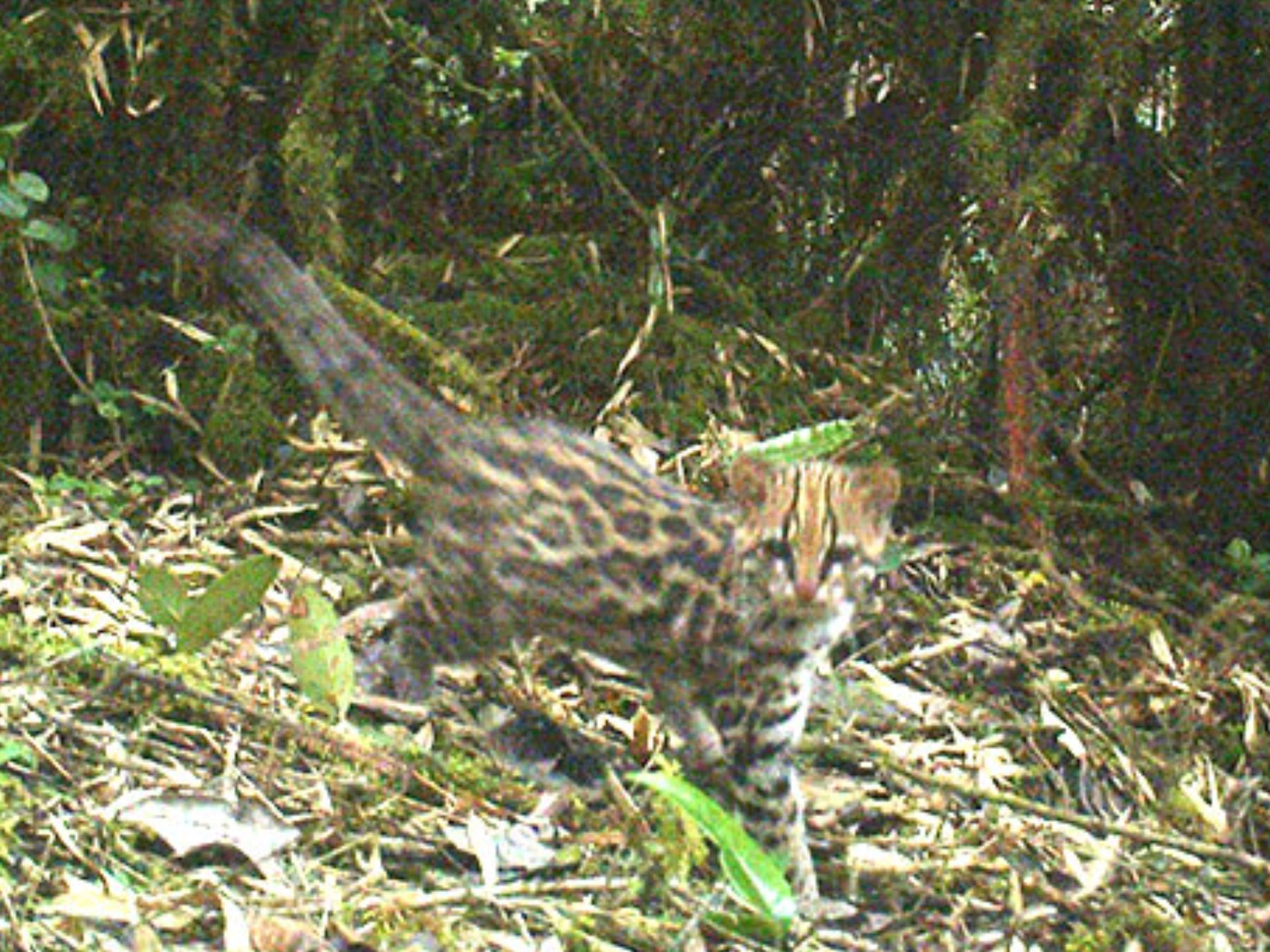 Leopardus-tigrinus-Tigrillo-Lanudo