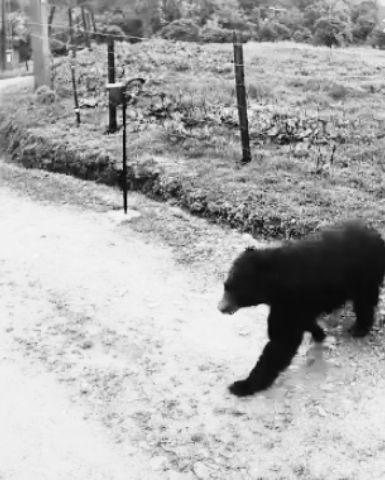 oso blanco y negro oso blanco y negro
