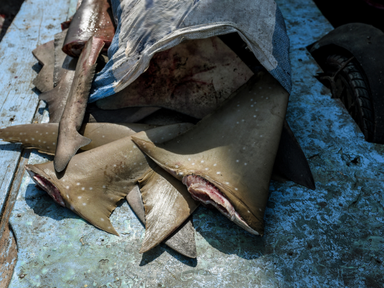 Aletas-de-tiburon-incautadas-en-colombia