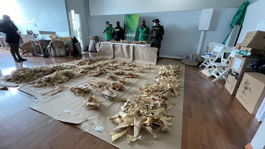 Incautación de aletas de tiburón. Fotos Secretaría de Ambiente de Bogotá.