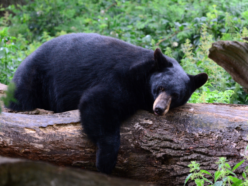 oso-negro-el-calor-afecta-la-hibernacion-natural-press