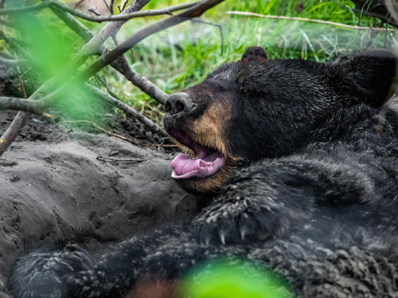 oso-negro-hibernando-natural-press