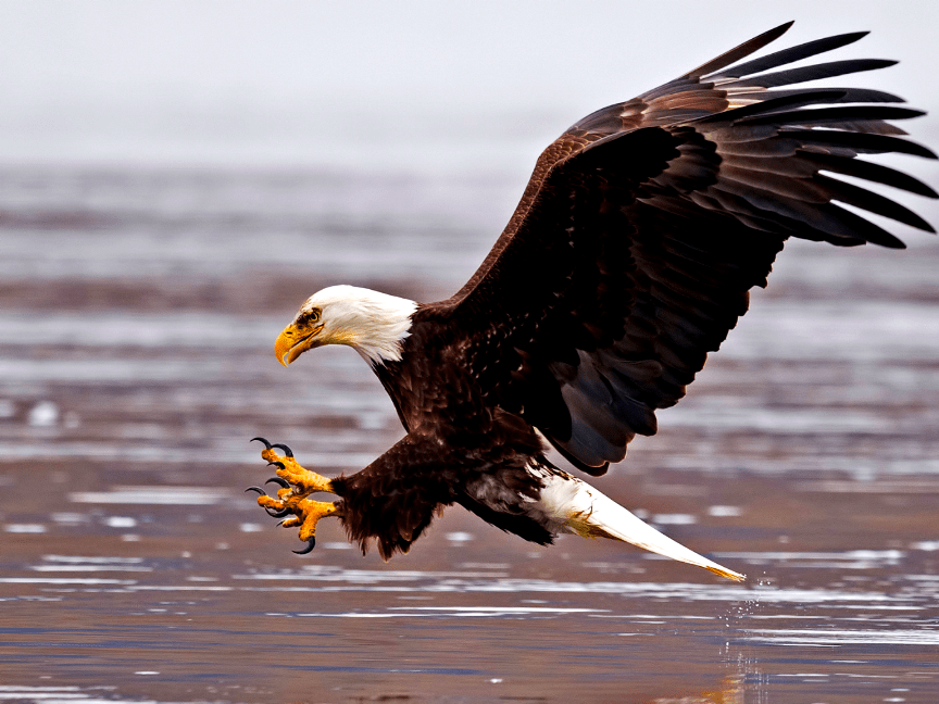 El Águila Calva es un emblemático cazador de salmones