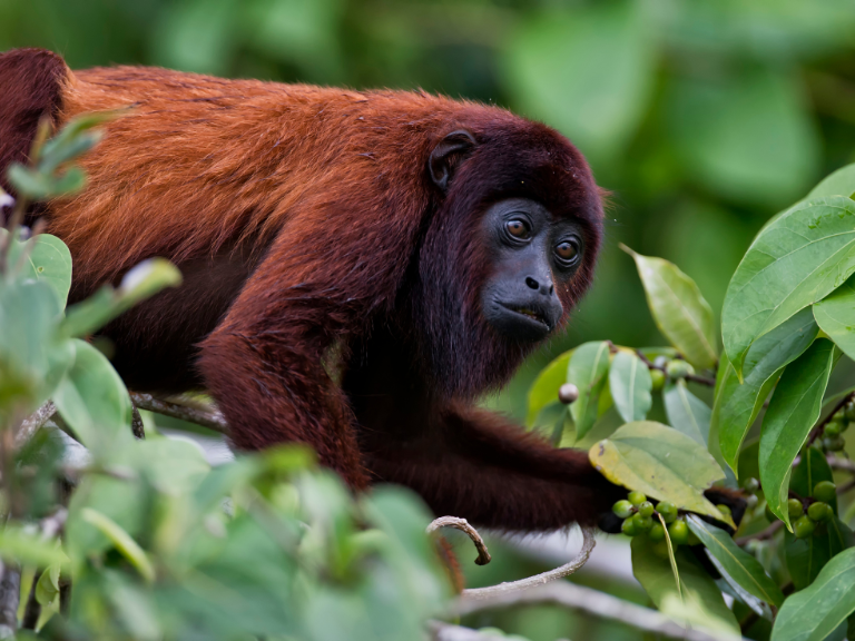 El-Choco-Biogeografico-alberga-una-impresionante-diversidad-biologica