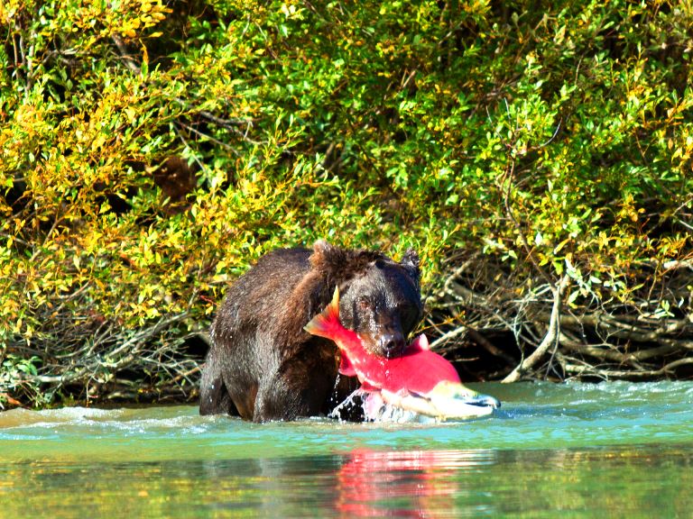 A brown bear catching a salmon against the backdrop of a lush forest, symbolizing the vital connection between these magnificent animals and forest regeneration