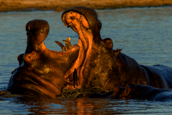 Hipopotamo-Hippopotamus-amphibius