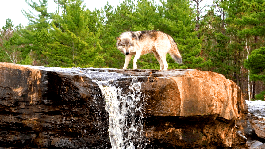 El lobo gris americano es otro de los depredadores que ayuda a que losk salmones siembren bosques
