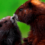 Marmota-vancouverensis