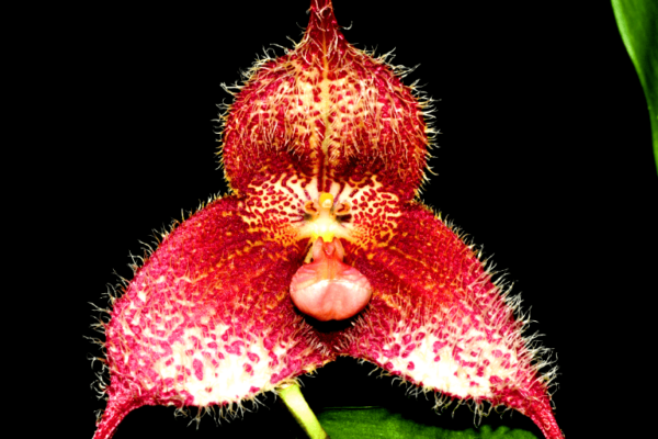 Orquídea-Dracula-chimaera