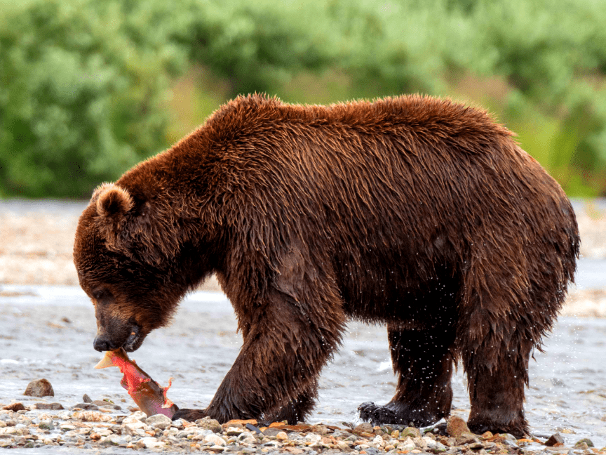 La dieta del gran oso pardo incluye cientos de kilos de salmón cada año