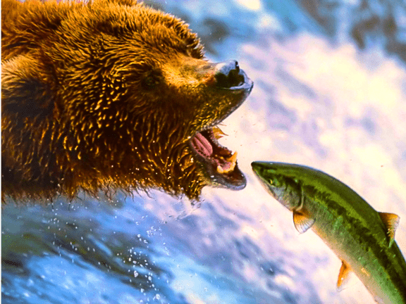 Los salmones siembran bosques