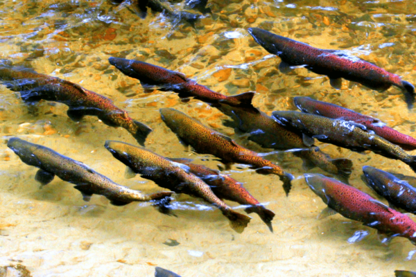 Salmones que siembran bosque migran río arriba