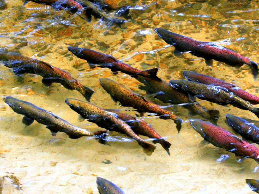 Salmones que siembran bosque migran río arriba