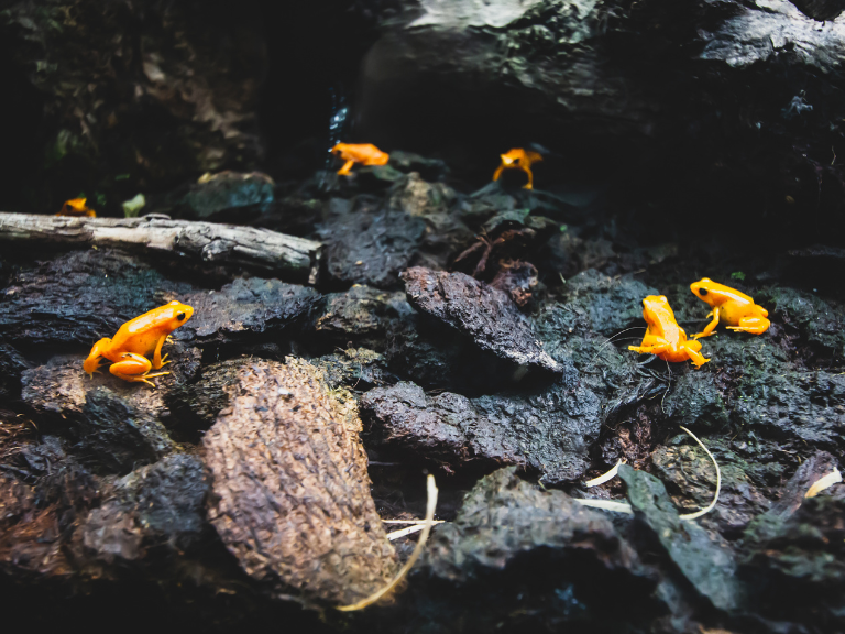 The-golden-poison-frog-Phyllobates-terribilis