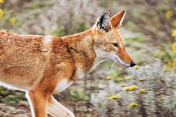 el-origen-de-los-perros-lobo-de-etiopia-Canis-Simensis-natural-press