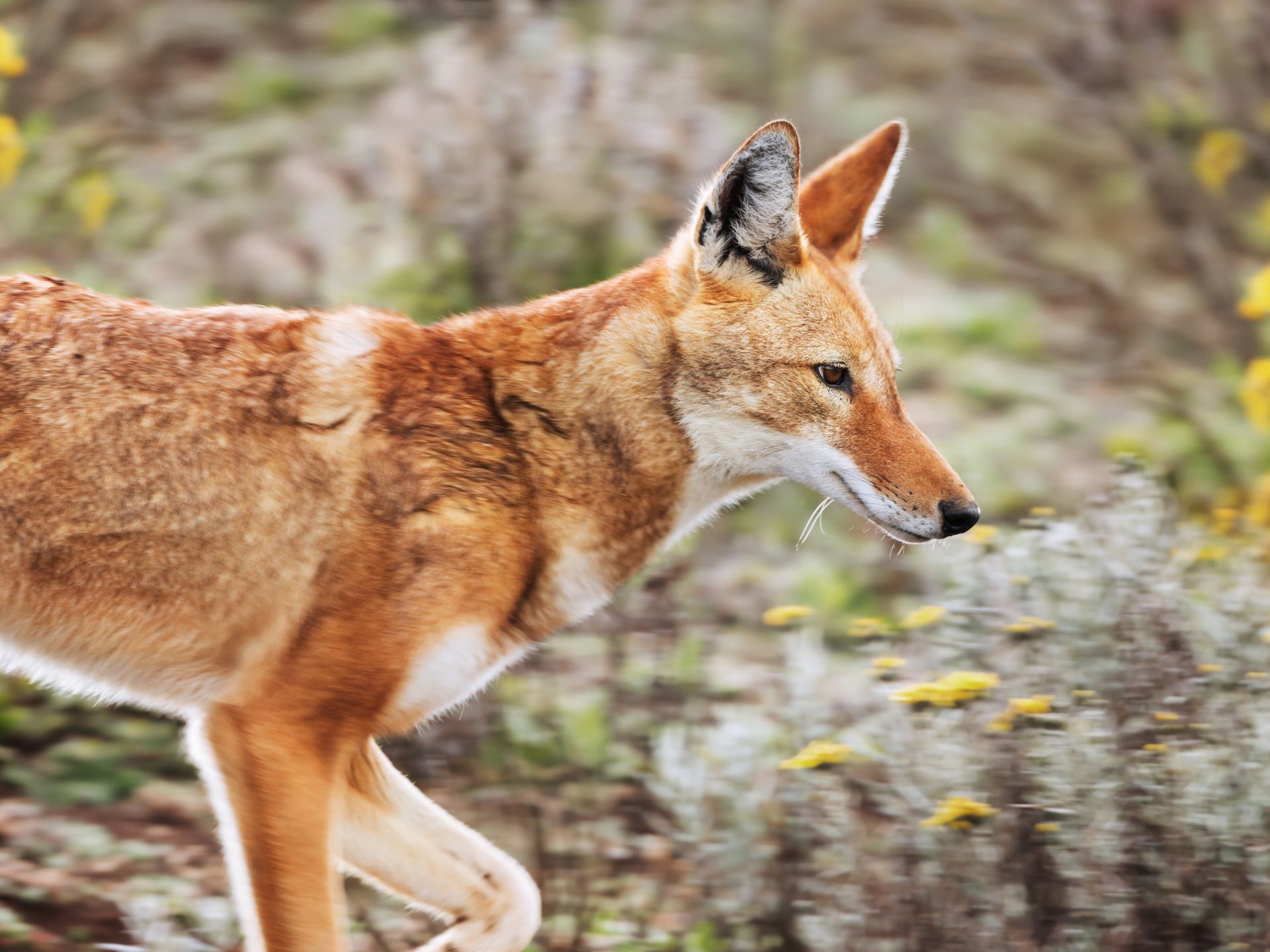 el-origen-de-los-perros-lobo-de-etiopia-Canis-Simensis-natural-press