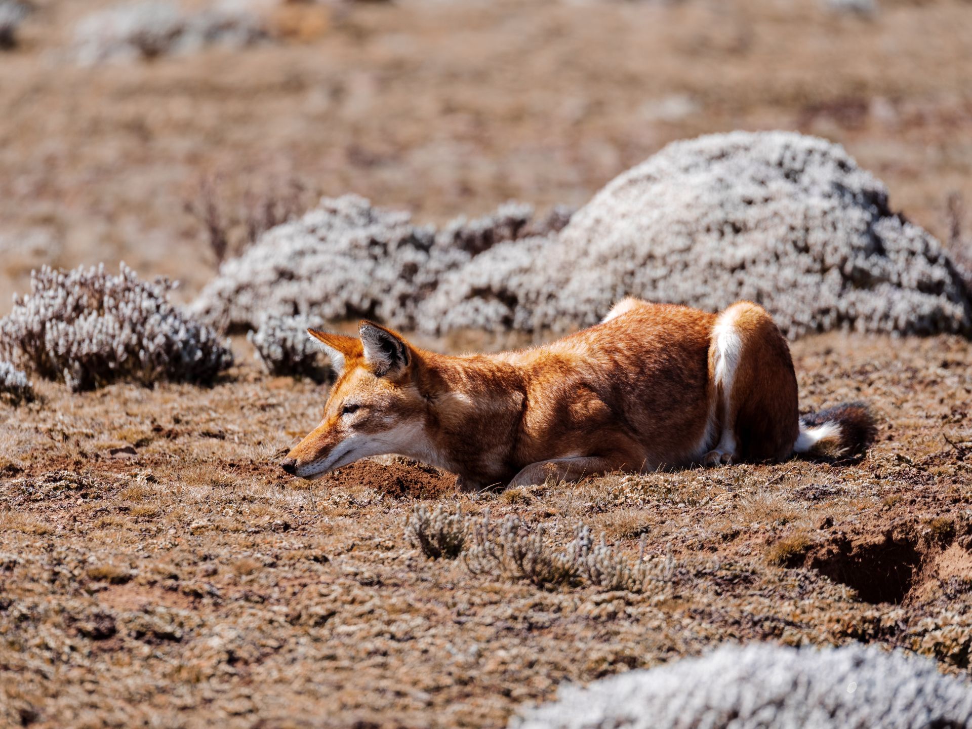 el-origen-de-los-perros-lobo-de-etiopia-Canis-Simensis