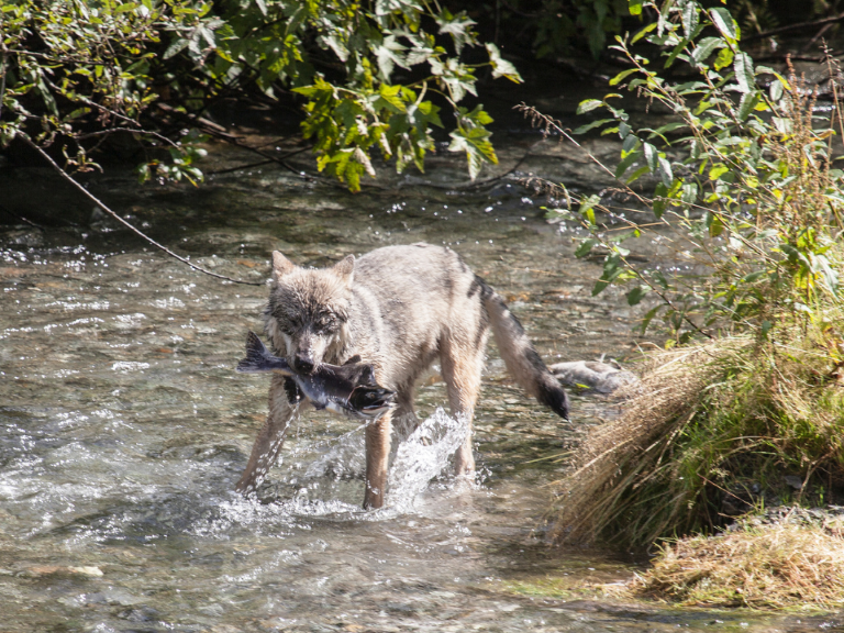 lobo-atrapa-salmon-natural-press