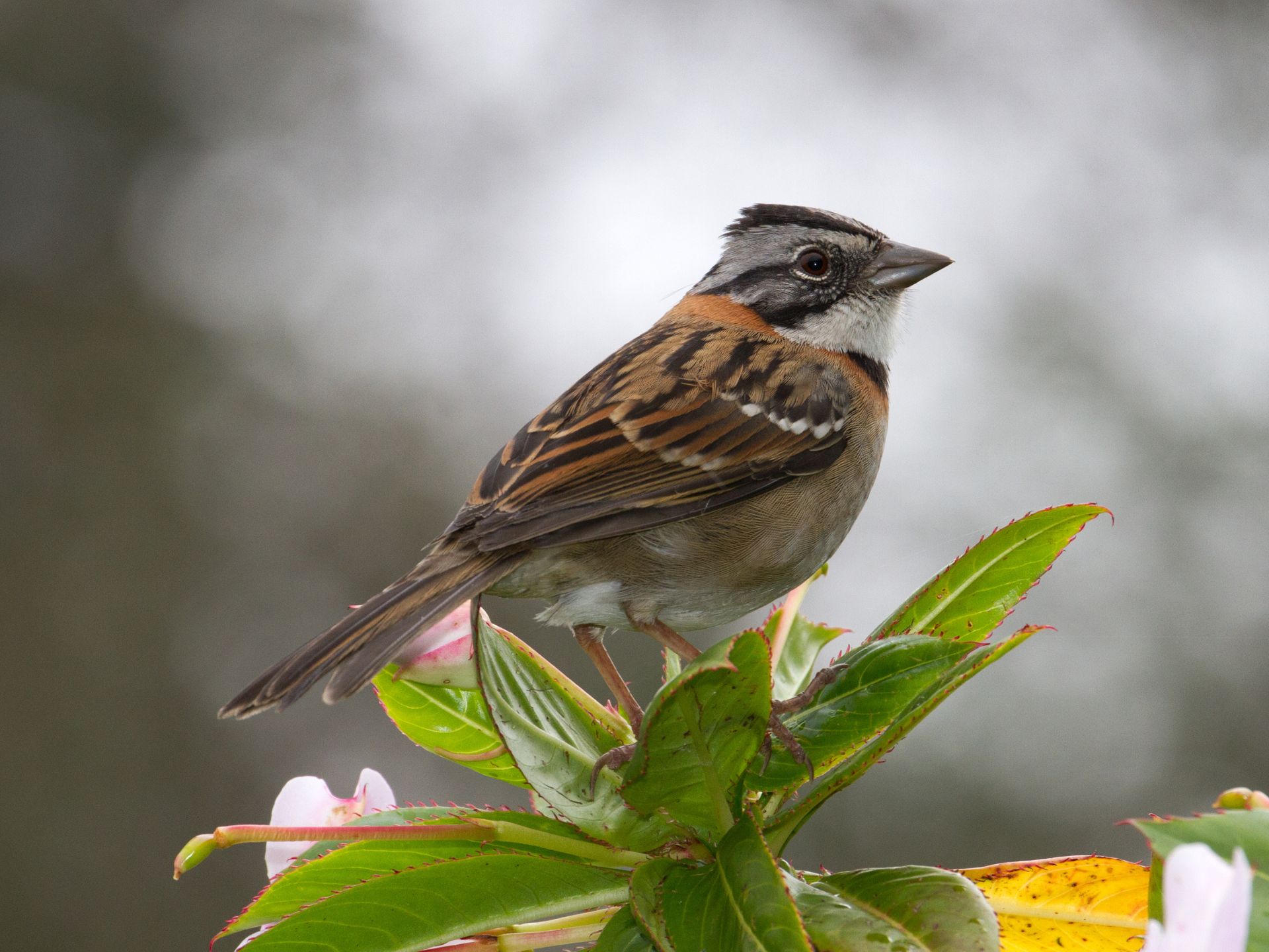 Copeton-o-chincol-Zonotrichia-capensis