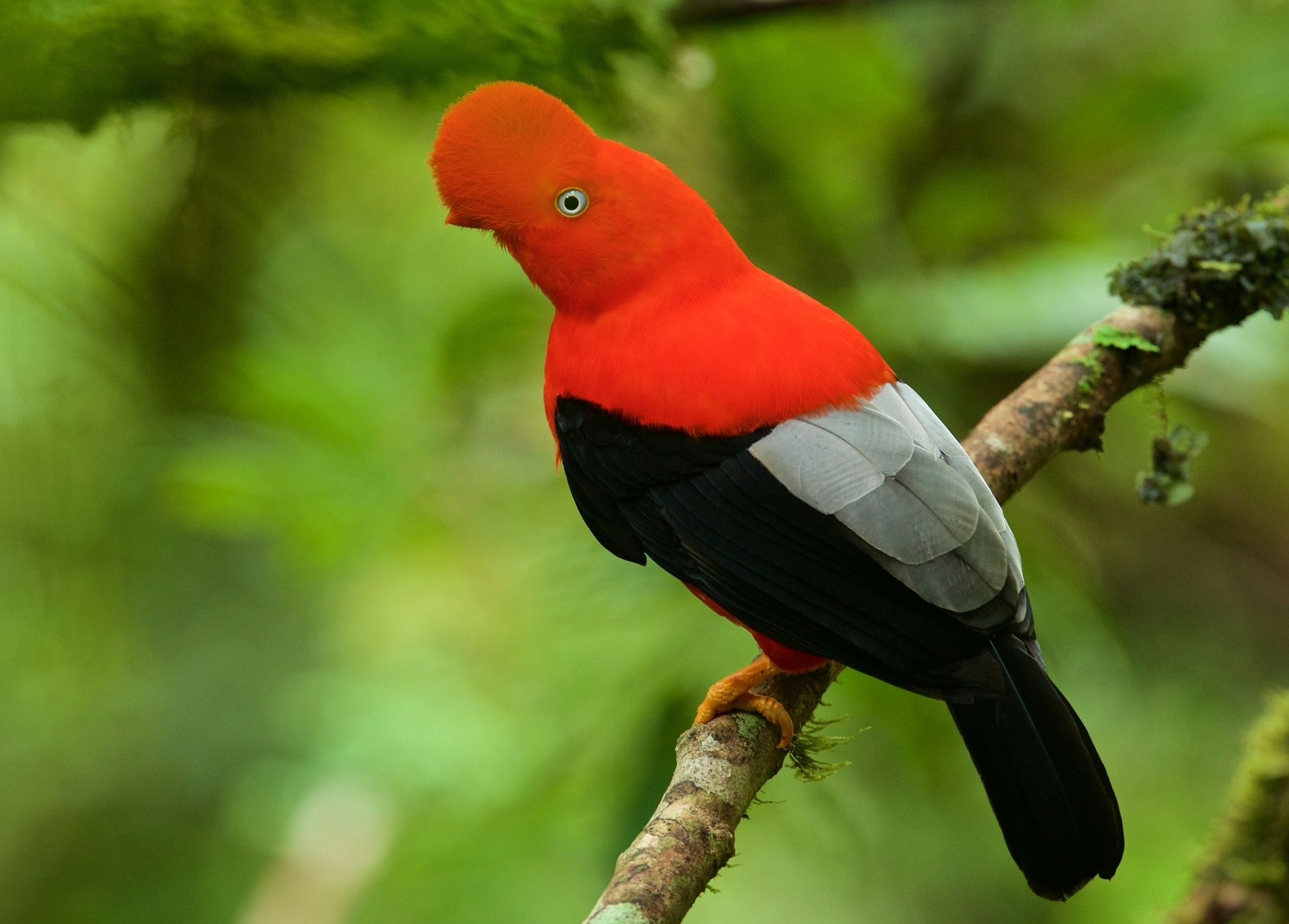birding-in-colombia