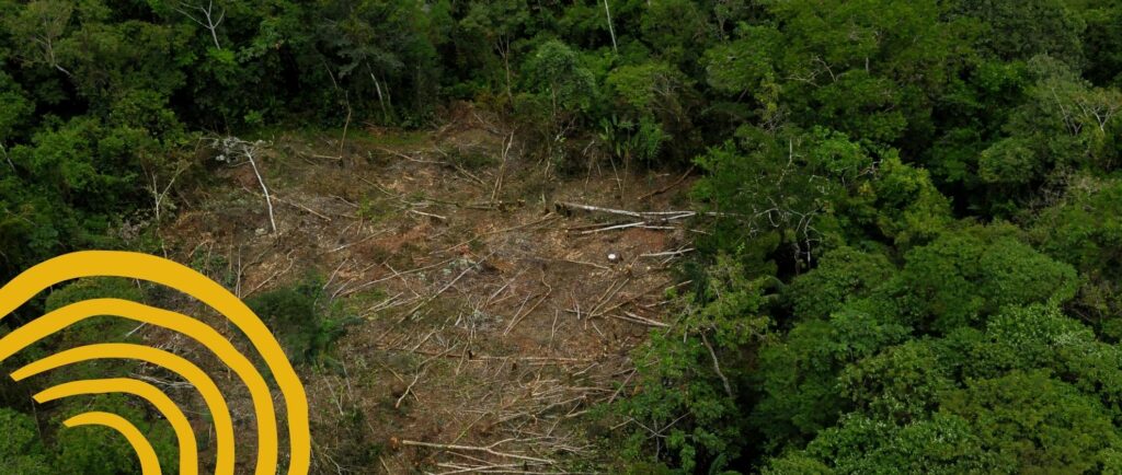 Deforestación en la Amazonía aumenta anualmente y Minería podría incrementar el fenómeno.