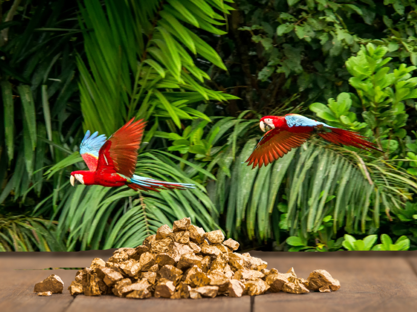 mineria-de-oro-en-hotspot-de-biodiversidad-amazonas-01