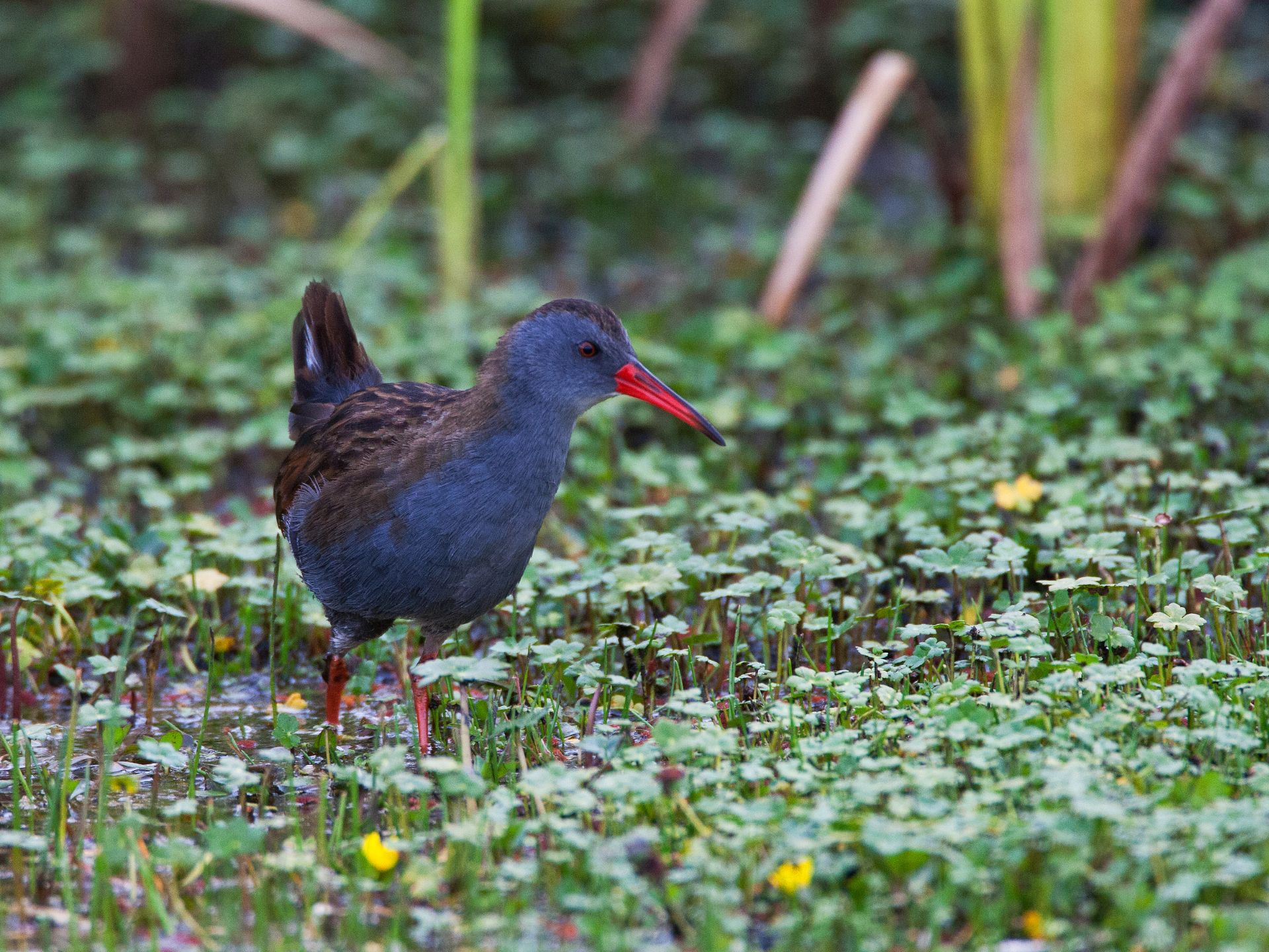 tingua-bogotana-Rallus-semiplumbeus