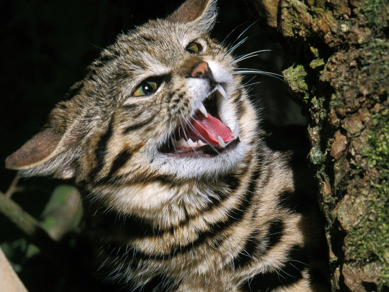 El-felino-mas-letal-del-planeta