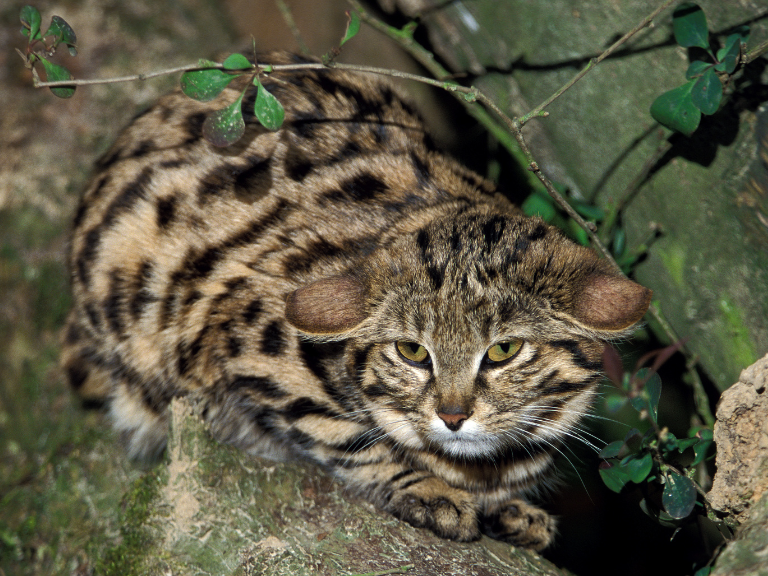 Gato-de-patas-negras-el-felino-mas-peligroso-del-mundo