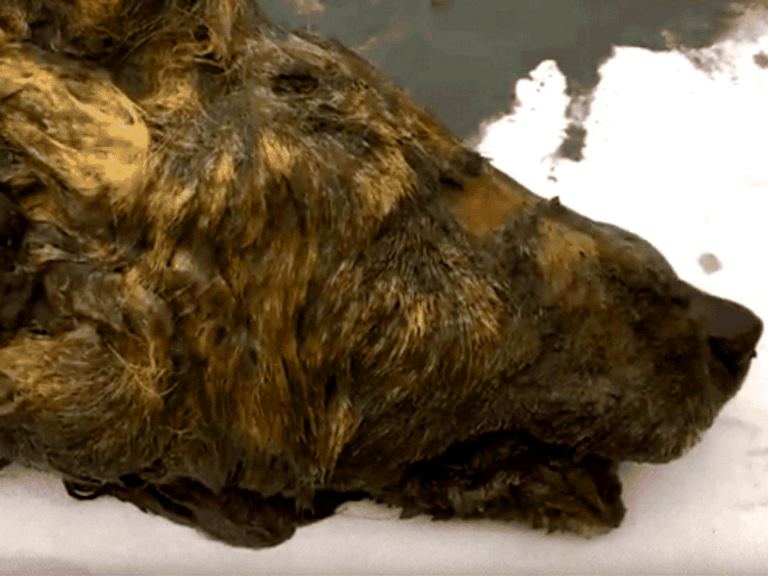 el-gigantesco-lobo-siberiano-del-pleistoceno