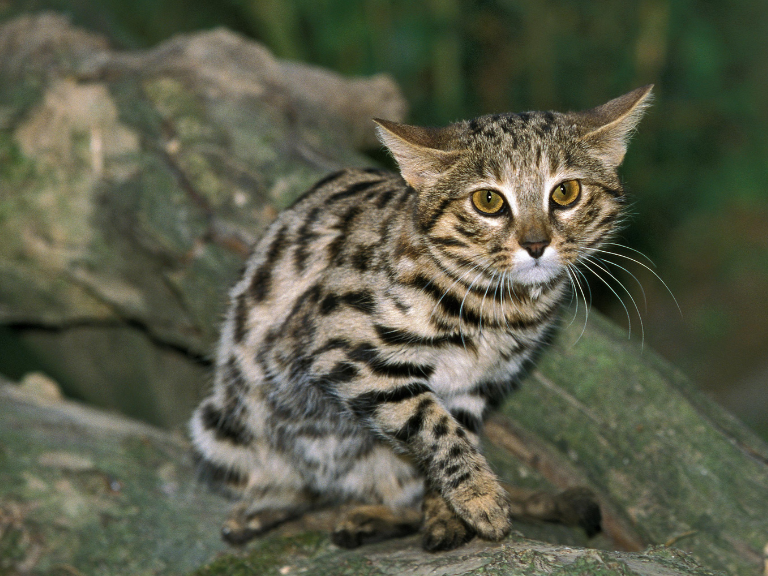 el-felino-mas-letal-del-mundo