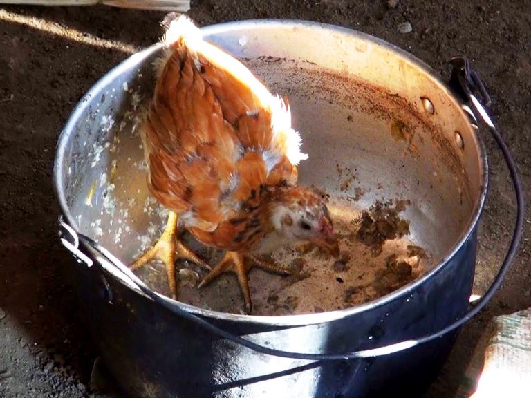 Un pollo en olla