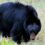American Black Bear could be in Calgary's urban parks