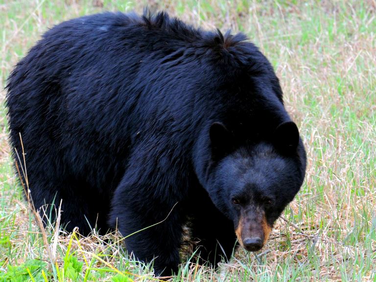 American Black Bear could be in Calgary's urban parks