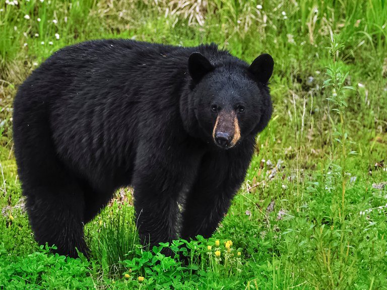 Black-bears-in-Nose-Hill-Park