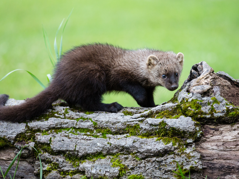 Fisher-Weasel-Pekania-pennant-is-the-second-largest-weasel-after-the-wolverine