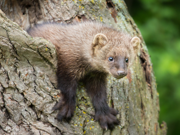 Fisher-Weasel-Repopulation-and-Restoration-Efforts